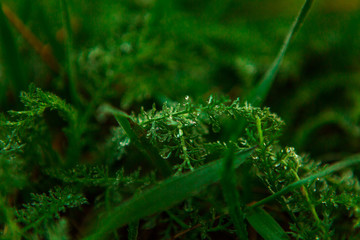 Water drops on the green grass. Green wet grass with dew. Close up of fresh grass with water drops in the early morning