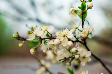 Beautiful white flowers of apple tree in the garden. Spring bloom on branches