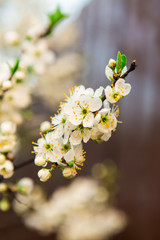 Beautiful white flowers of apple tree in the garden. Spring bloom on branches