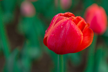Obraz premium Red tulips with dew drops in early morning. Water drops on red tulips. Beautiful flowers