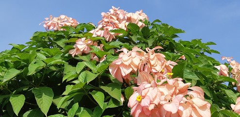 pink and white flowers