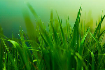 Water drops on the green grass. Green wet grass with dew. Close up of fresh grass with water drops in the early morning