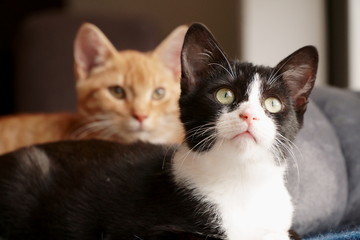Close up of two kittens with focus on one