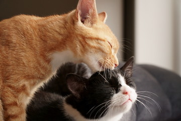 Orange cat licking and cleaning head of black and white sibling, with eyes closed