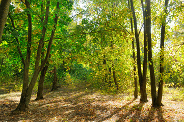 Beautiful colored trees in autumn landscape and sun.