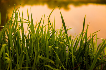 Water drops on the green grass. Green wet grass with dew. Close up of fresh grass with water drops in the early morning