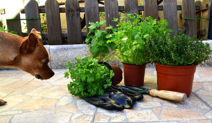 spring garden work pots with plants garden tools