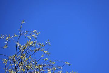 natural background of a blossoming tree against blue sky in spring