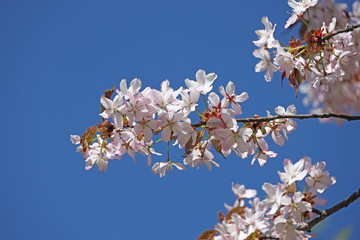 flowering sakura branch against the blue sky