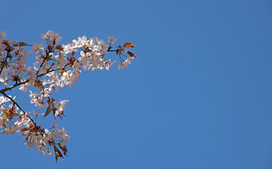 flowering sakura branch against the blue sky