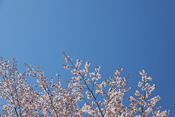 natural background of a blossoming tree against blue sky in spring