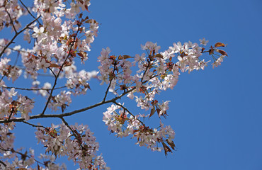 flowering sakura branch against the blue sky