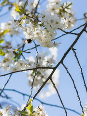 A bee pollinating a tree