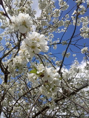 cherry tree  blossom, spring garden