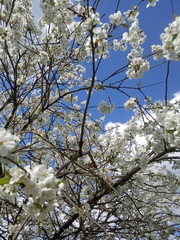 cherry tree spring blossom
