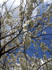 cherry tree spring blossom