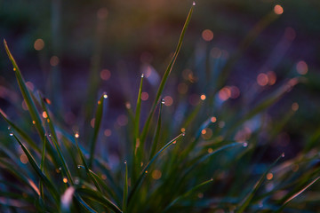 Water drops on the green grass. Green wet grass with dew. Close up of fresh grass with water drops in the early morning