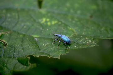 Macro blue bug on leaf.