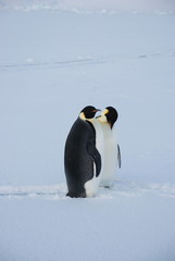 emperor penguin in antarctica