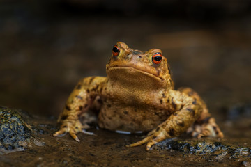 Common European Toad - Bufo bufo, large frog from European rivers and lakes, Zlin, Czech Republic.