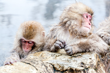 Two cute Japanese macaque sitting in a hot spring. Snow monkeys (Macaca fuscata) from Yudanaka, Japan, Nagano Prefecture.