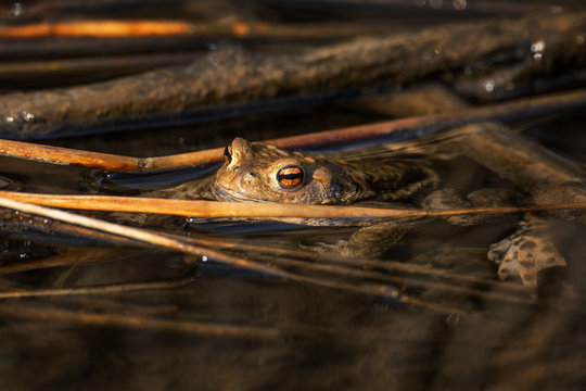 Common European Toad - Bufo bufo, large frog from European rivers and lakes, Zlin, Czech Republic.