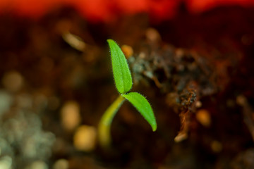 Blurred with soft focus background with a small sprout of carrots sprouted from the ground.