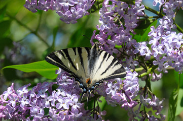 Fototapeta na wymiar butterfly podalirium of the sailing family on a flowering inflorescence of lilac