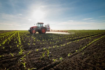 Foto op Plexiglas Tractor spraying young corn with pesticides © marritch