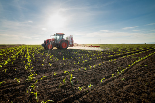Fototapeta Tractor spraying young corn with pesticides