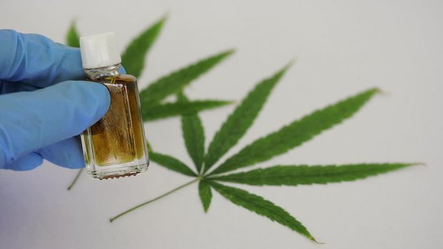 The hand wearing blue gloves Holding a small glass bottle containing water, extracting hemp extracts.  Have  cannabis leaves on background.