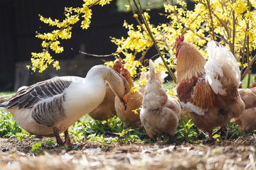 Domestic goose and chickens graze under a Forsythia bush on a home farm in early spring.