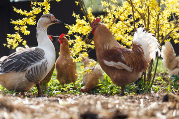 Domestic goose and chickens graze under a Forsythia bush on a home farm in early spring.