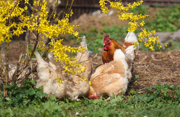 Domestic hens graze under a forsythia bush on a home farm in early spring.