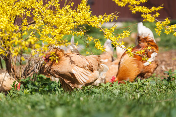 Obraz premium Domestic hens graze under a forsythia bush on a home farm in early spring.