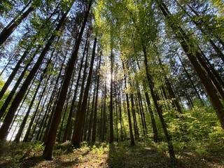 Bäume im Wald
