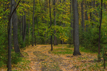 Fototapeta premium A road in the forest, dotted with fallen yellow and red leaves. Warm autumn day.