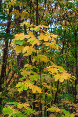 bare tree trunks and yellow dry leaves in late autumn against a blue sky in a forest area within the city limits