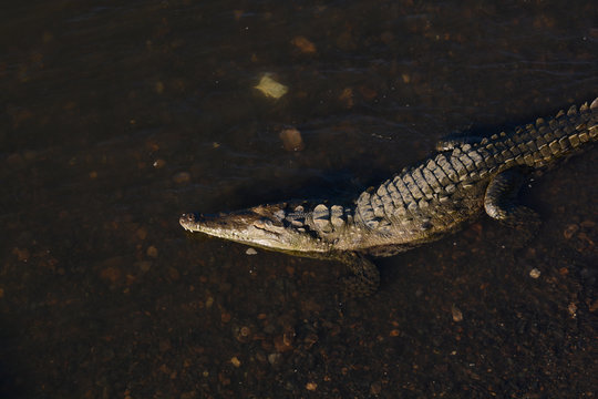 Coccodrillo