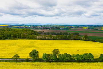 Top aerial view of flowering yellow rapeseed field. Beautiful outdoor countryside scenery from drone view. Many blooming plants. Spring theme background.