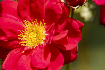 red rose close up petals top view