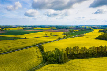 Obraz premium Top aerial view of flowering yellow rapeseed field. Beautiful outdoor countryside scenery from drone view. Many blooming plants. Spring theme background.