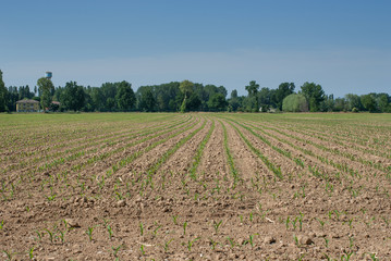 coltivazione di mais per la produzione di farina