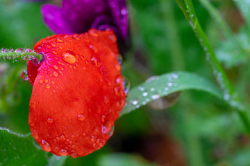 Un coquelicot recourbé avec des gouttes de pluie en gros plan