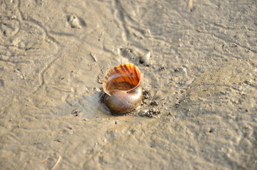 Conch Sell in the wild