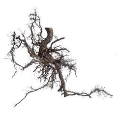 Complex branching roots tree isolated on a white background.