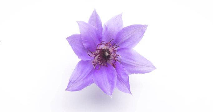 Time lapse of purple clematis flower opening blossom on white background