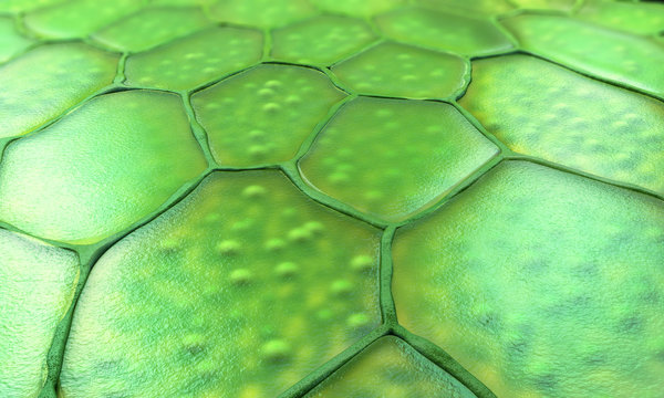 Pattern of plant cells with nucleus and membrane - 3d illustration