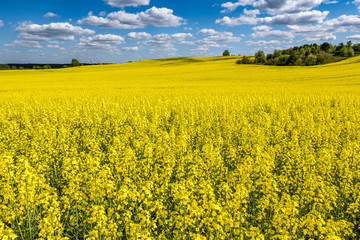 Field of beautiful springtime golden flower of rapeseed with blue sky, canola colza in Latin Brassica napus with rural road and beautiful cloud,  rapeseed is plant for green industry