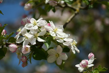 blühender Apfelbaum